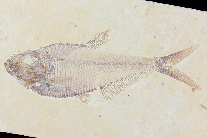 Diplomystus Fossil Fish - Wyoming #81451